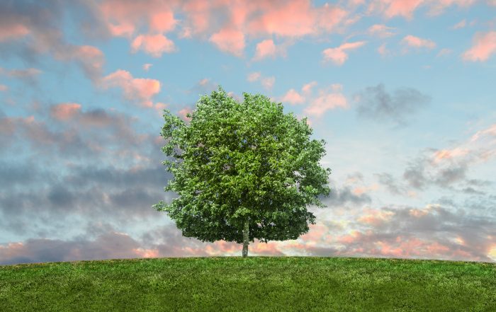 Tree, Sky and Grass